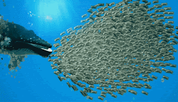Whale Snack