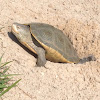 Diamondback Terrapin