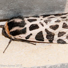 Mediterranean Tiger Moth