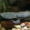 Hellbender