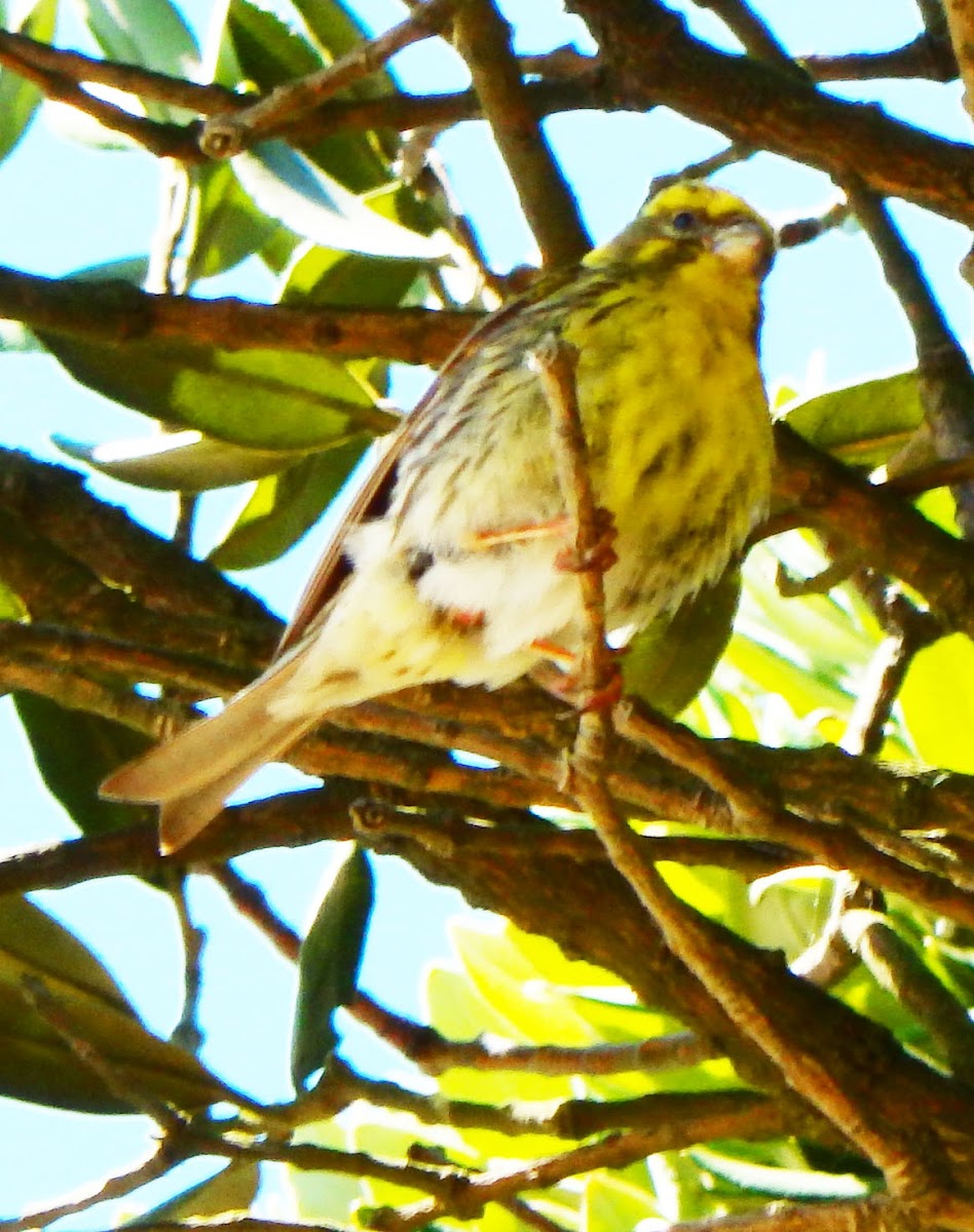 European Serin