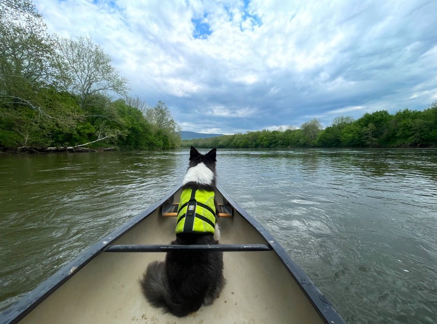 Pet Friendly Travel In The Shenandoah Valley