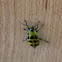 Spotted Cucumber Beetle