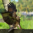 Brahminy kite