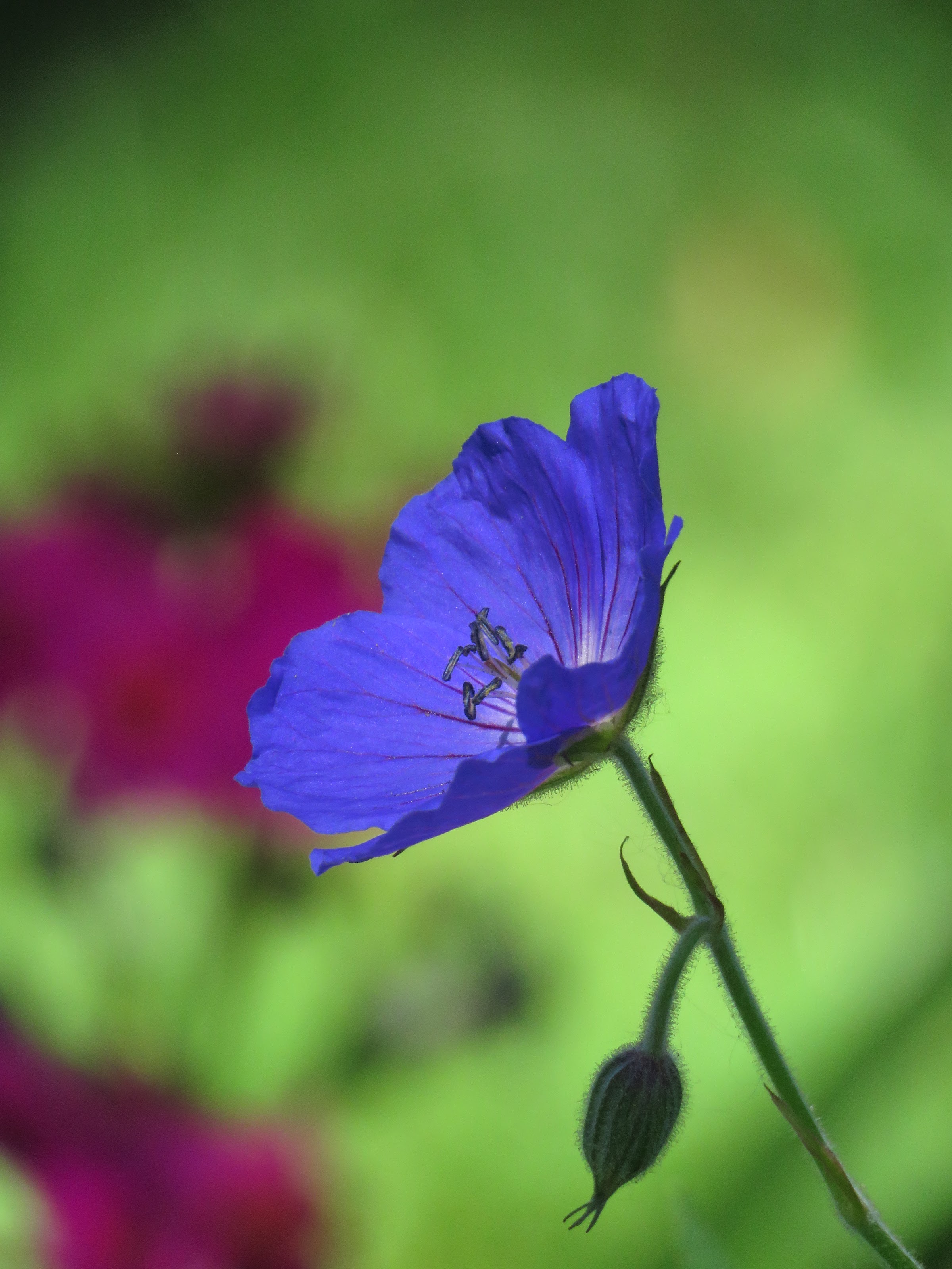 Pendant ce temps, dans le jardin de grigri... - Page 21 PPCIbbbCa00_g19sYj2e7L_B7tUOSywrFOU9dKNlubd5bXqvNvkHOqZh1XHFeJFLGilANqsQN1KV74H39IPqB0tu43DFryKQwBQoB7wrcmKWTIO_OuVR9WvTlj3qQAxvb2WrPv9O_SA=w2400