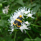 Eudesmia menea Moth