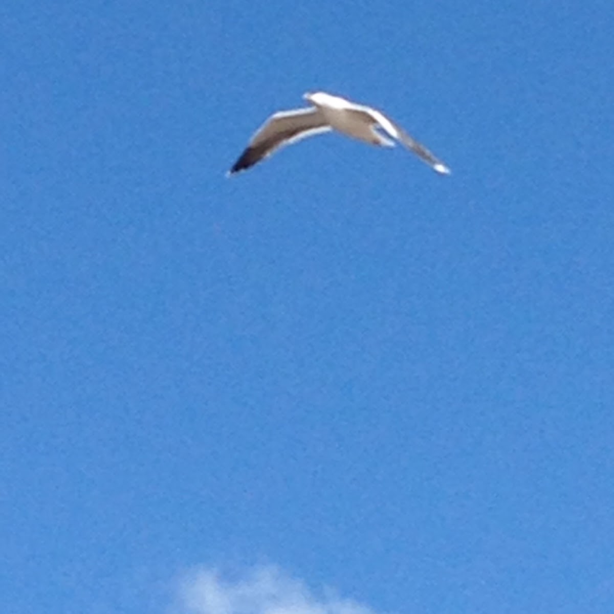 Lesser Black-Backed Gull