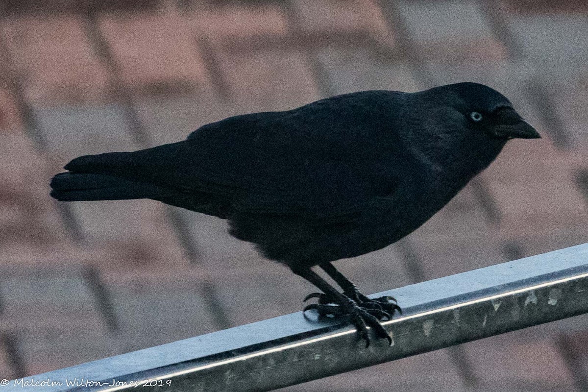 Jackdaw