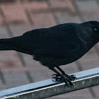 Jackdaw