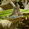 Mediterranean skipper