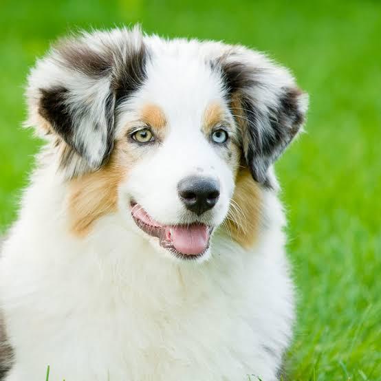 Best dry dog food for Australian Shepherd Puppies - Ourpetshq.com