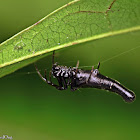 Long-bellied Orbweaver