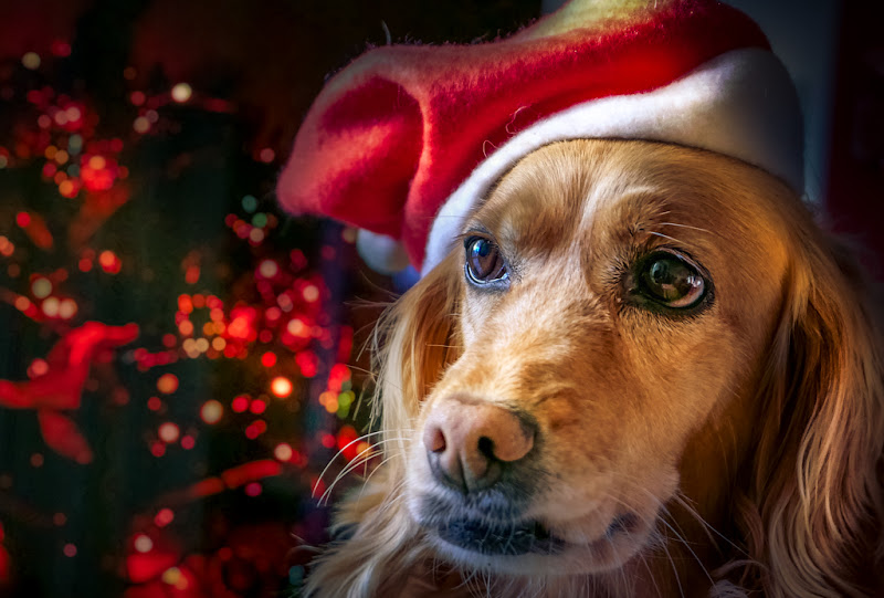 Natale a quattro zampe di gnuc