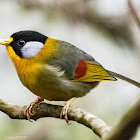 Silver-eared Mesia