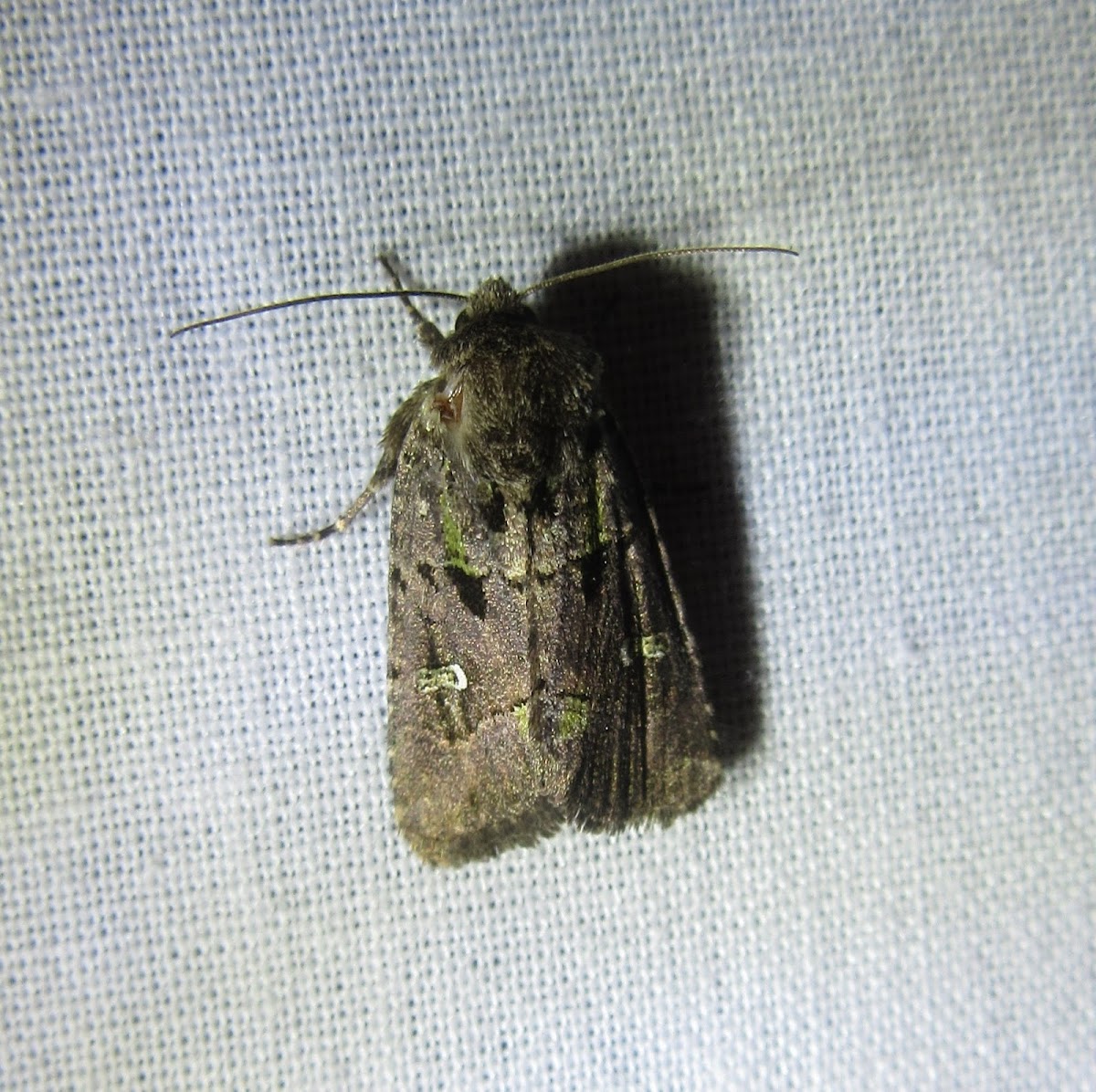 Bristly Cutworm Moth