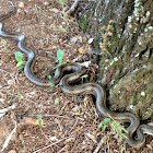 Eastern Rat Snake