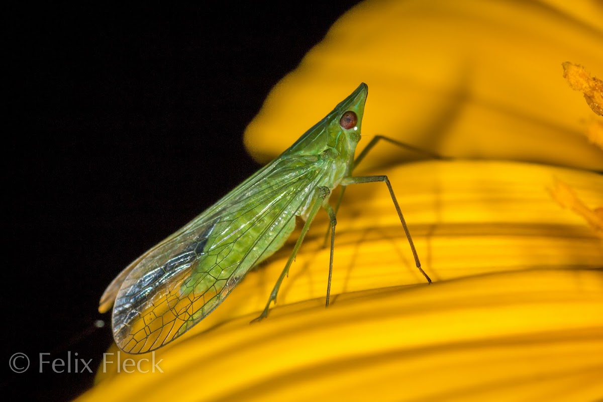 Dictyopharid Planthopper