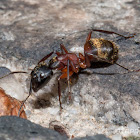 Carpenter Ant