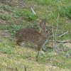 Brush Cottontail