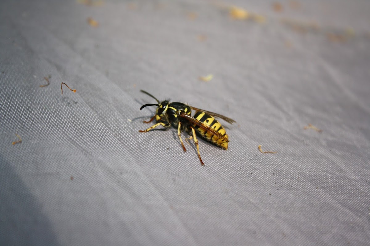 Common Wasp