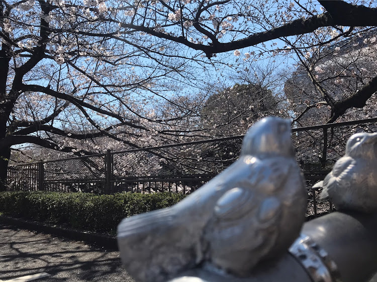 フリードのチワワ・横浜北西線開通・桜と菜の花と愛車に関するカスタム事例の投稿画像8枚目