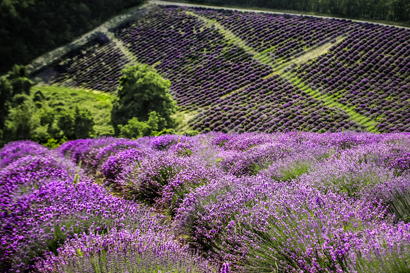 Nel verde e nel viola di Ro51