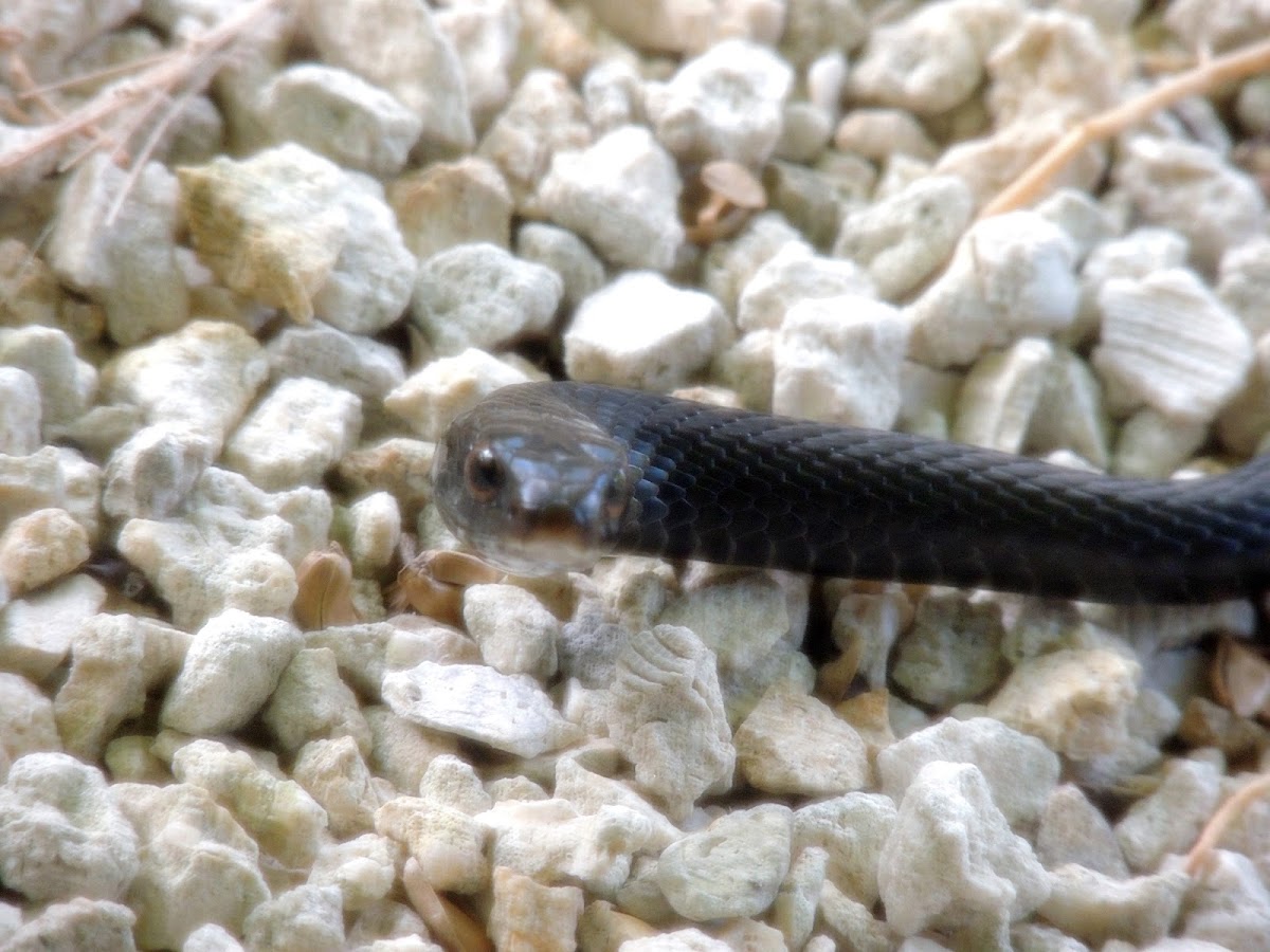 Southern black racer