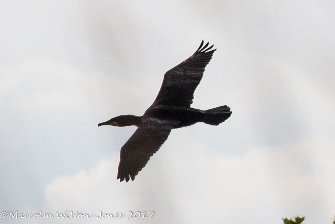 Cormorant