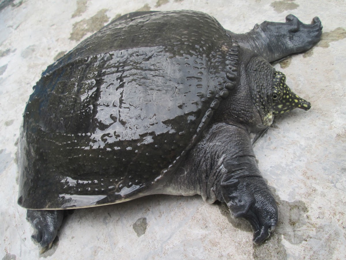 Asiatic Softshell Turtle