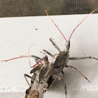 Wheel bug