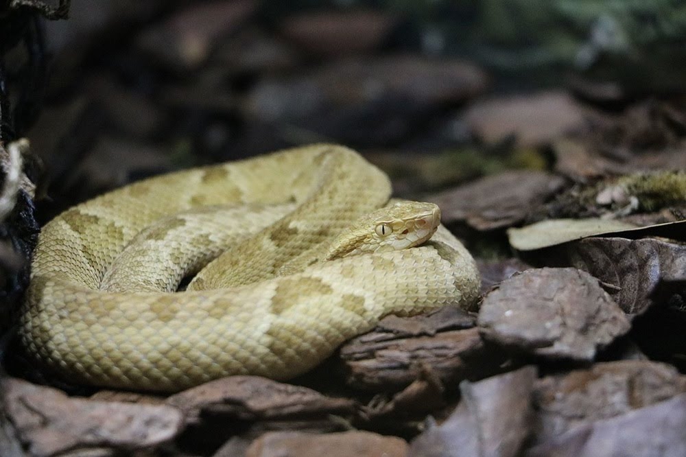 Queimada Grande, o ninho de cobras