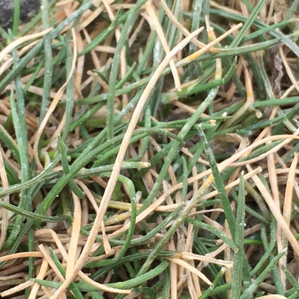 seaside alkali grass, common saltmarsh-grass or sea poa grass