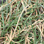 seaside alkali grass, common saltmarsh-grass or sea poa grass