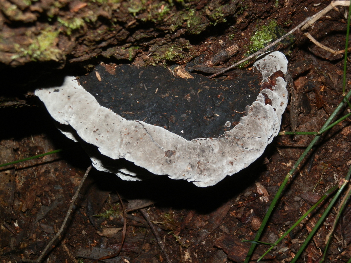 Tar and cement polypore