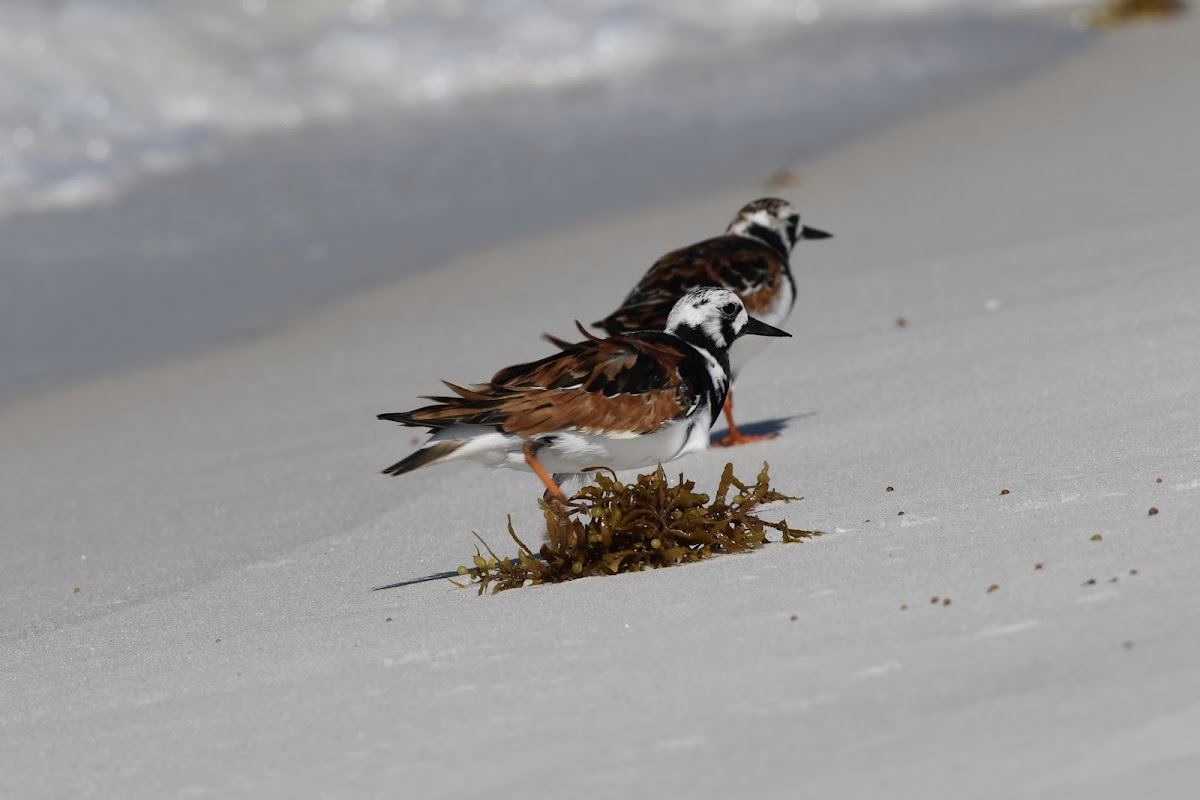 Ruddy Turnstone