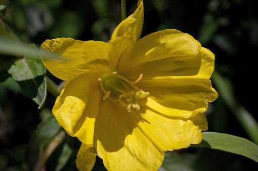 Oenothera glazioviana