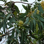 eucalyptus