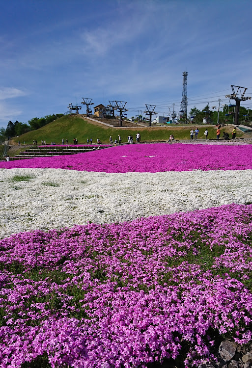 デリカD:2の芝桜祭りに関するカスタム事例の投稿画像1枚目