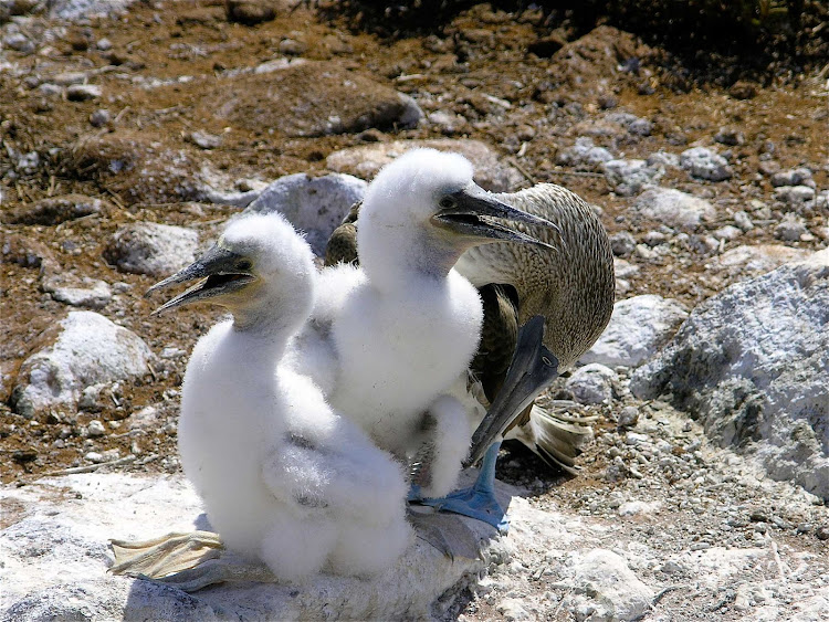 Booby chicks allowed a stranger to approach in the Galápagos.