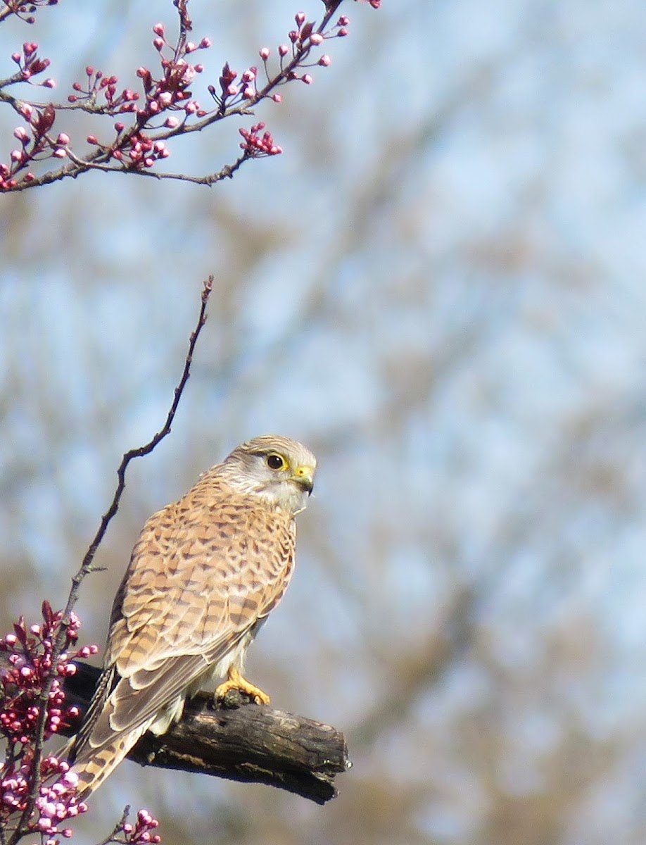 Kestrel