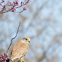 Kestrel