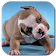 Cute Puppies Video Wallpaper icon