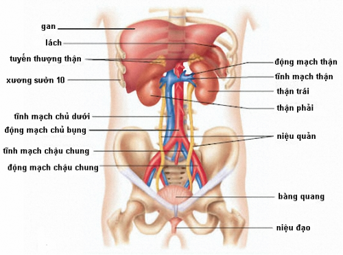 Đặc điểm sinh lý hệ tiết niệu trẻ em