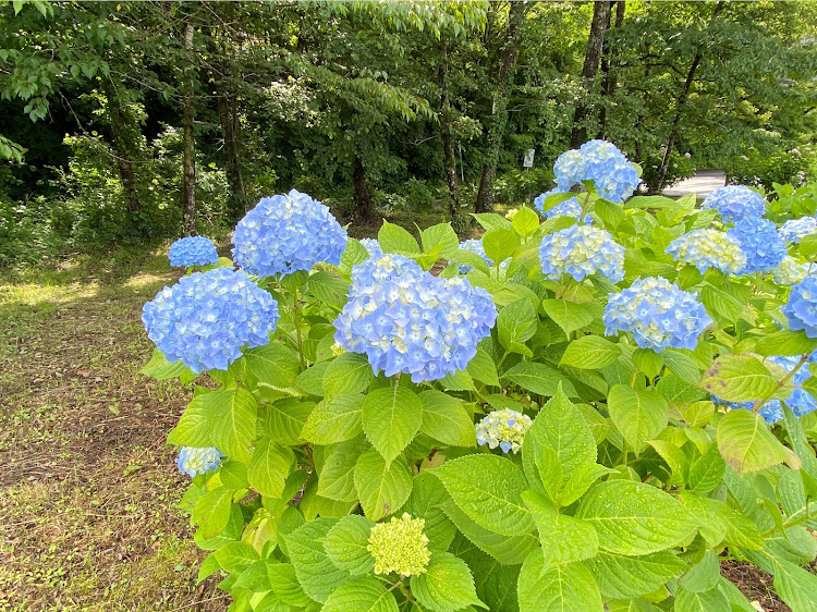 エスクァイアのモノトーントップは弄りか維持り・減衰力調整・紫陽花コラボ・富士山雲隠れに関するカスタム事例の投稿画像3枚目