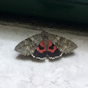 Red Underwing Moth