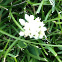 Yarrow