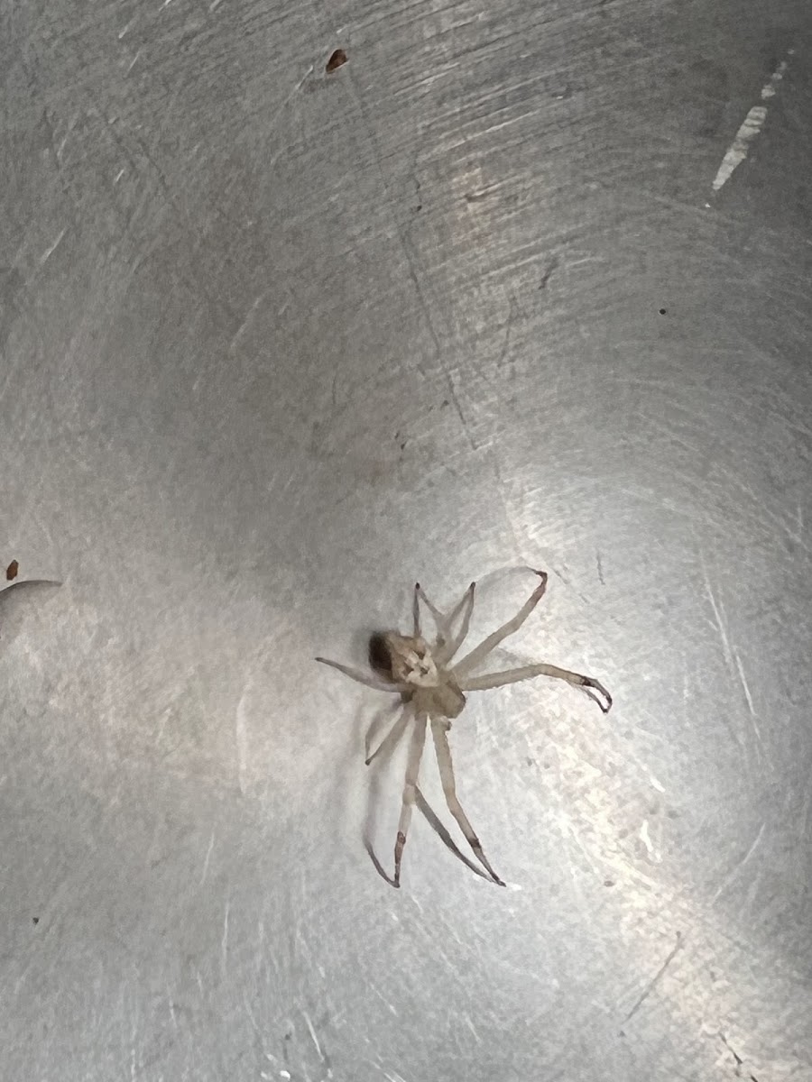 Florida Running Crab Spider