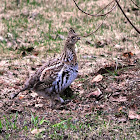 Ruffed Grouse (Female)