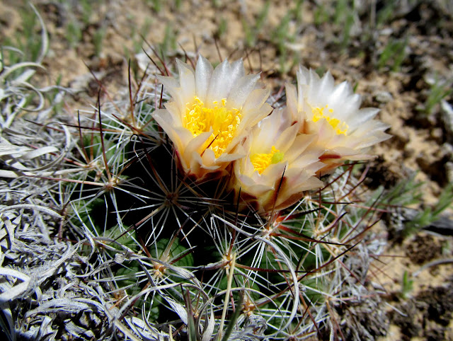 Cactus blooms