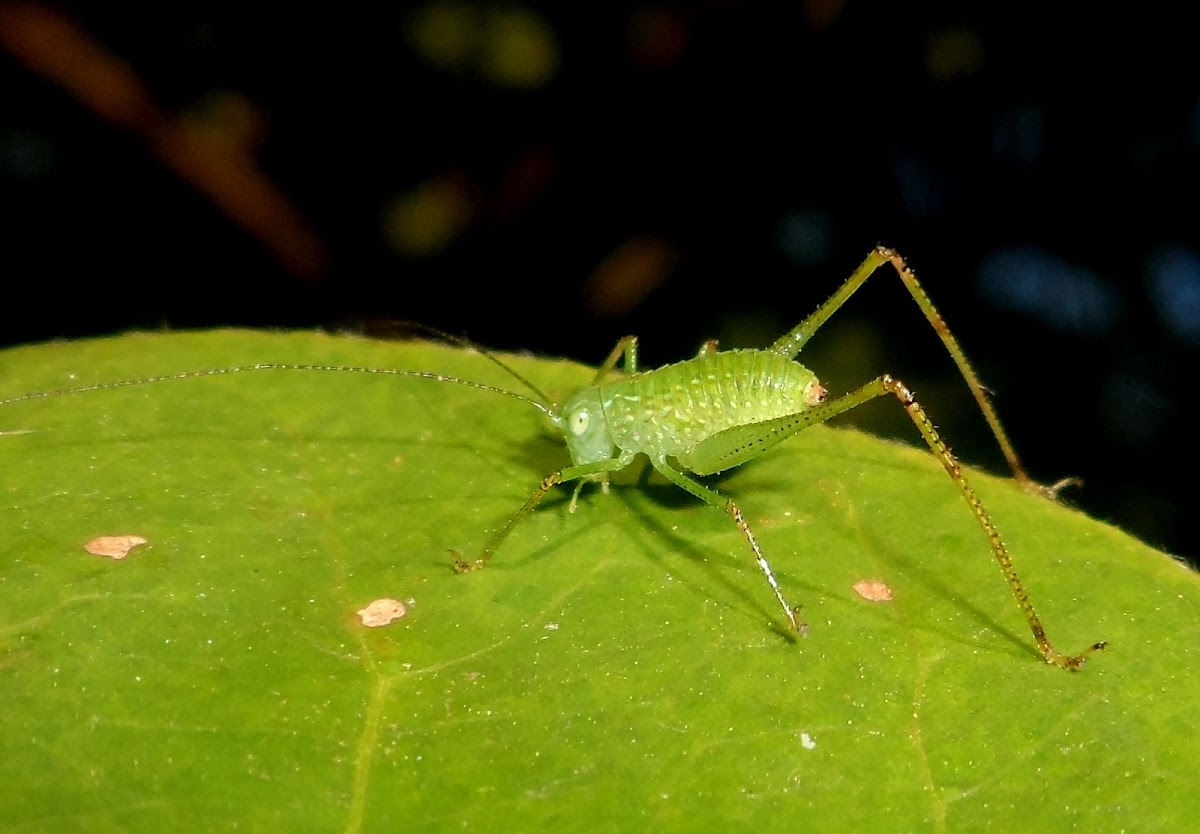 Angle-wing katydid